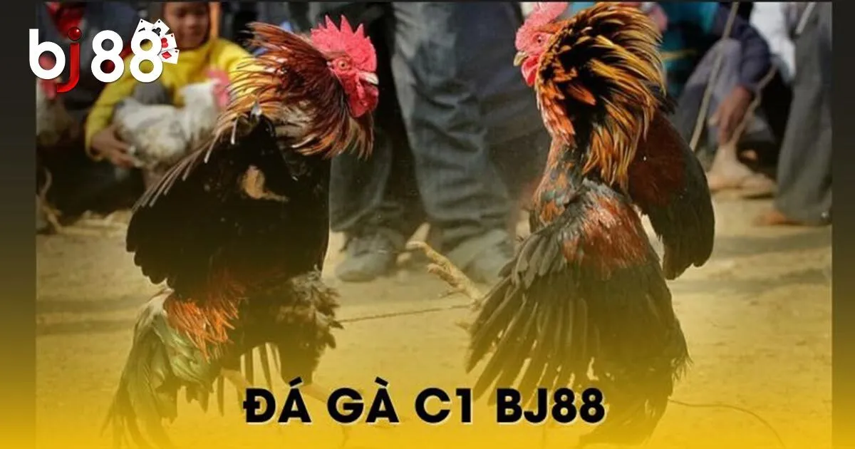 Sức hấp dẫn của đ&aacute; g&agrave; BJ88 đẳng cấp h&agrave;ng đầu