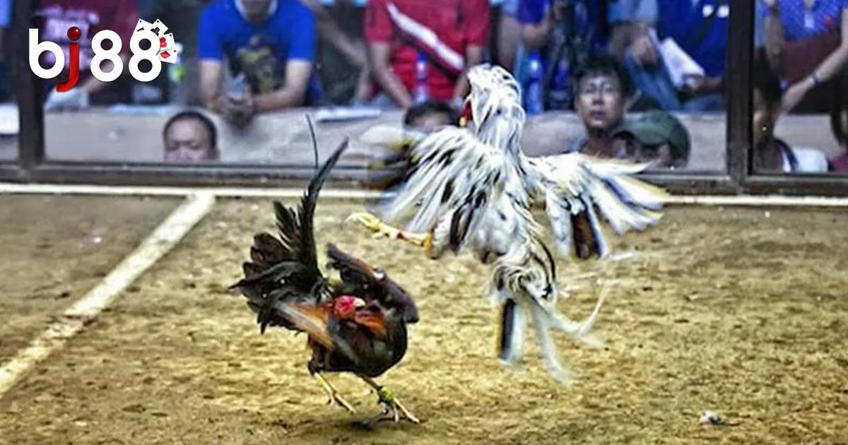 Một số lưu &yacute; khi chơi đ&aacute; g&agrave; Campuchia mới nhất