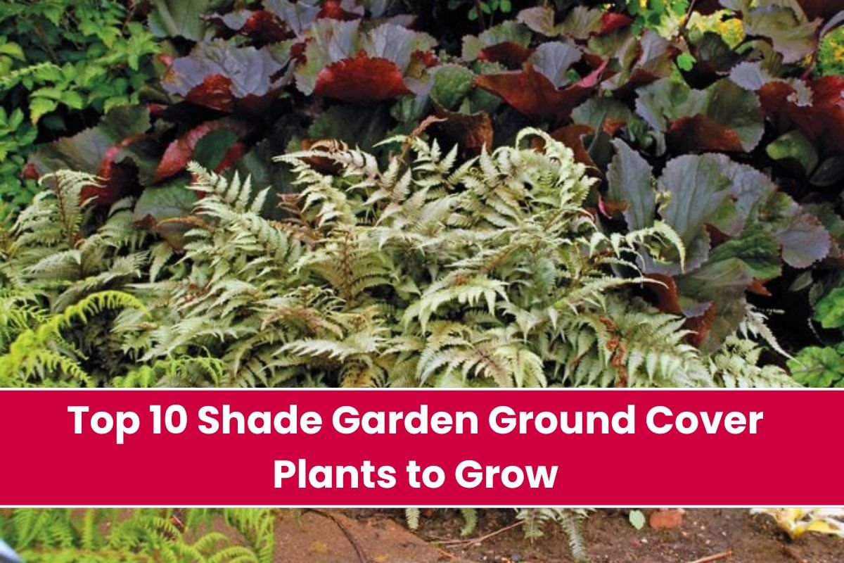 Top 10 Shade Garden Ground Cover Plants to Grow