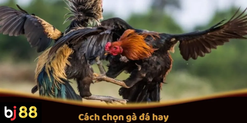 Cách chọn gà đá hay dựa trên đặc điểm chiến kê 2 Cách Chọn Gà Đá Hay Để Cá Cược Thành Công Trên BJ88
